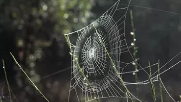 A spider web glistening with dewdrops strung between green stems on a foggy morning.